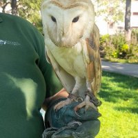 Demonstração de Aves de Rapina