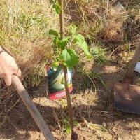 Plantação de árvores na ES Moita