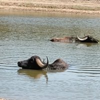 Passeio Sénior ao Badoca Park