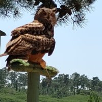 Passeio Sénior ao Badoca Park